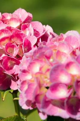 Book cover for Large and Pink Hydrangea Flowers Journal