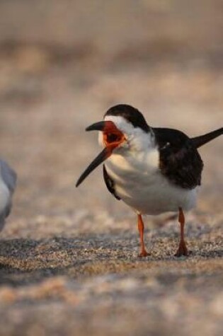 Cover of Black Skimmer (Rynchops Niger) in Florida Bird Journal