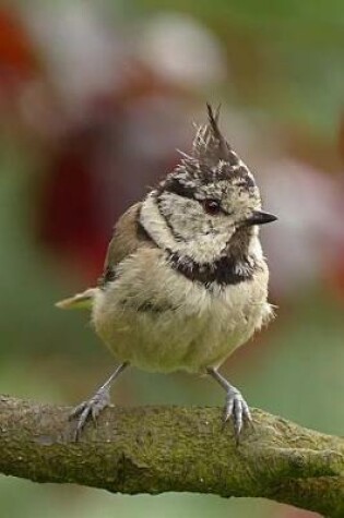 Cover of A Young European Crested Tit Bird on a Branch Journal