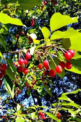 Cover of 2019 Daily Planner Bright Red Berries Fall Branches 384 Pages