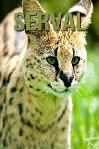 Cover of Serval