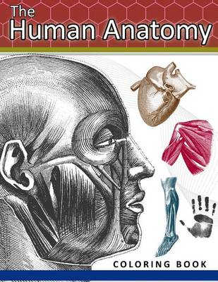 Cover of The Human Anatomy Coloring Book