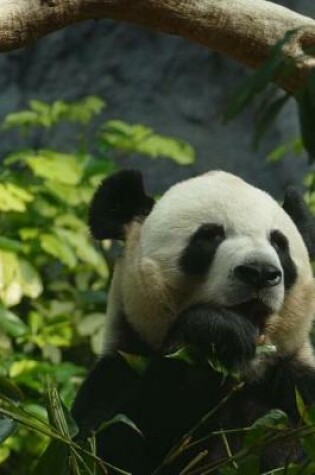 Cover of Time to Sit Down for a Snack with the Panda