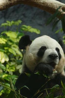 Book cover for Time to Sit Down for a Snack with the Panda