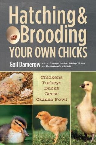 Cover of Hatching & Brooding Your Own Chicks
