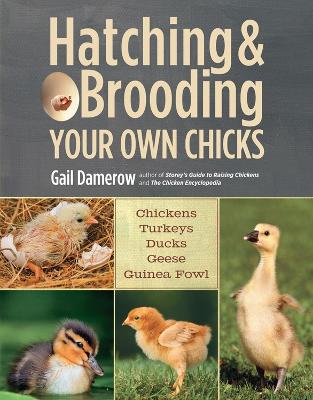 Book cover for Hatching & Brooding Your Own Chicks