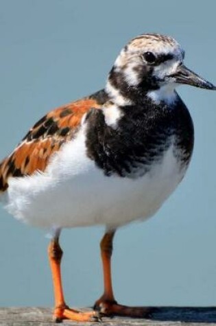 Cover of Ruddy Turnstone Small Wading Bird Journal