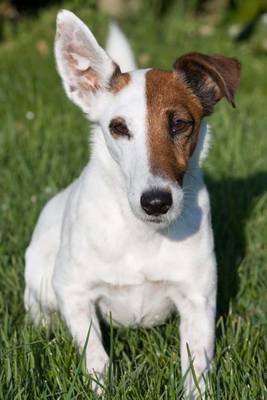 Book cover for Fox Terrier (for the Love of Dogs)