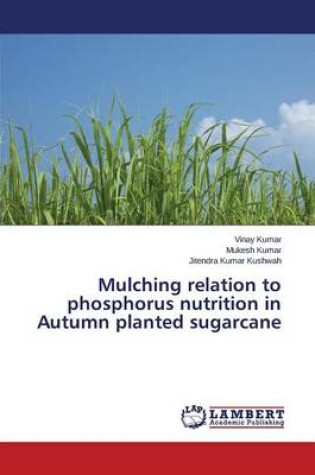 Cover of Mulching relation to phosphorus nutrition in Autumn planted sugarcane