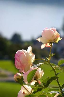 Book cover for Pink Rosebush Flower Journal