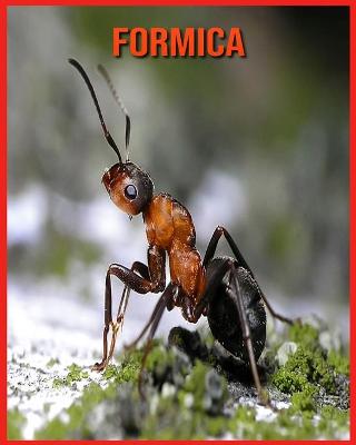 Book cover for Formica