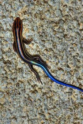 Book cover for A Blue Tailed Skink