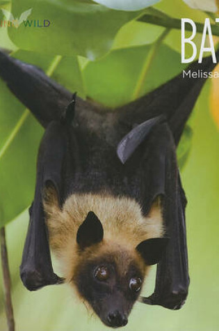 Cover of Bats