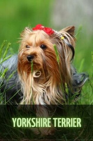Cover of Yorkshire Terrier
