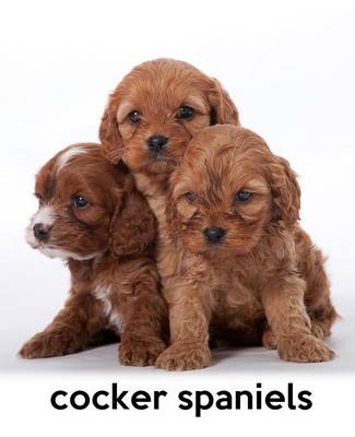 Cover of Cocker Spaniels