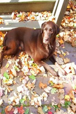 Cover of Chocolate Labrador Black Labrador Cute Dogs Outside Autumn Journal