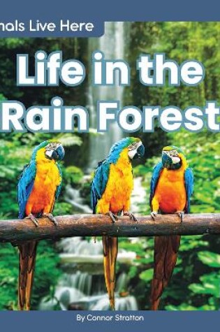 Cover of Animals Live Here: Life in the Rain Forest