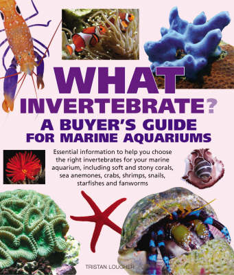 Book cover for What Invertebrate?