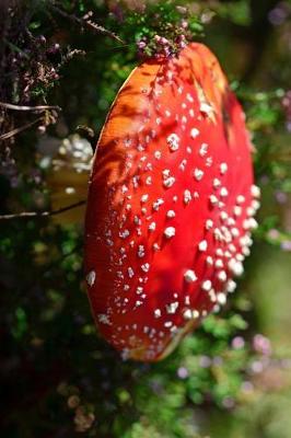 Book cover for Beautiful Wild Fly Agaric Mushroom Journal