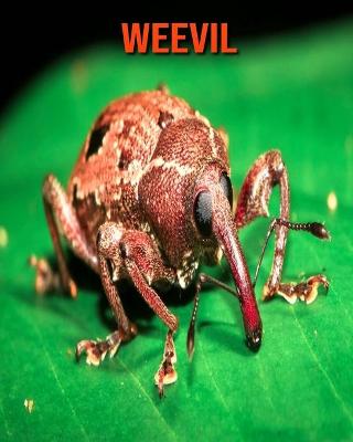 Cover of Weevil