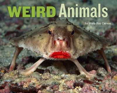 Book cover for Weird Animals