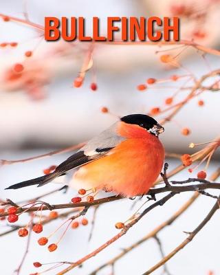 Book cover for Bullfinch