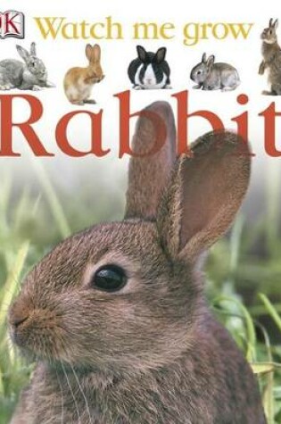 Cover of Rabbit