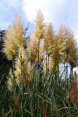 Book cover for Pampas Grass Plants Journal