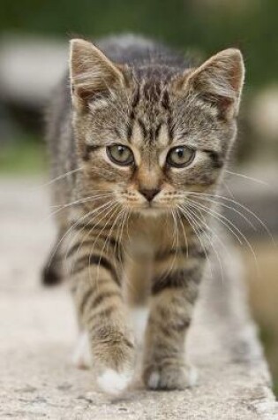 Cover of Brown Tabby Kitten Journal