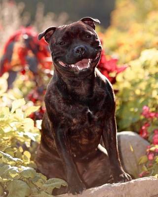 Book cover for Staffordshire Bull Terrier