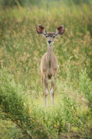 Cover of A Baby Greater Kudu African Antelope in the Grass Journal