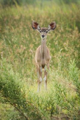 Book cover for A Baby Greater Kudu African Antelope in the Grass Journal