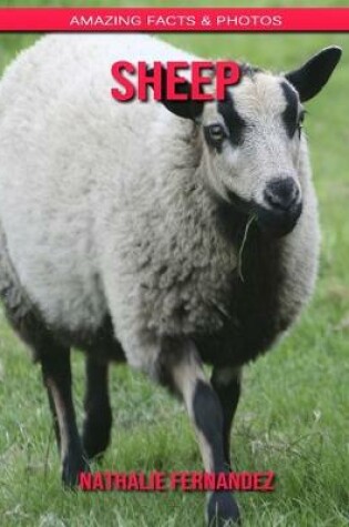 Cover of Sheep