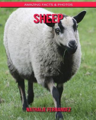 Book cover for Sheep