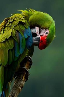 Book cover for Military Macaw Preening Journal