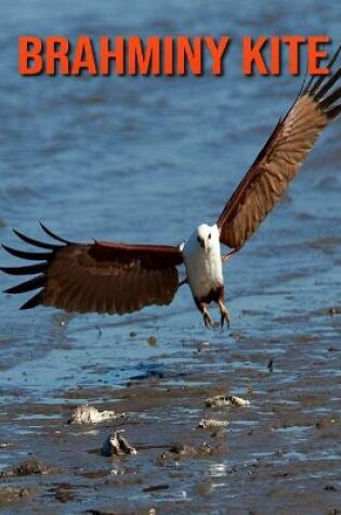 Cover of Brahminy kite