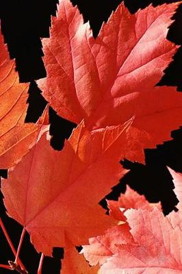 Cover of Journal Maple Leaves Fall Season
