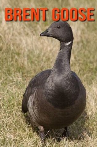 Cover of Brent Goose