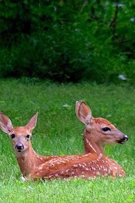 Book cover for Two Sweet Fawns in the Meadow Baby Animals Journal