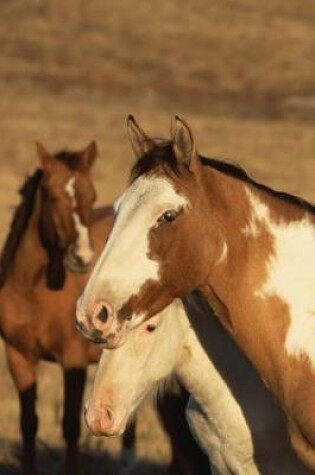 Cover of Equine Journal Pinto Herd