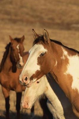 Cover of Equine Journal Pinto Herd