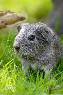 Cover of A Pretty Silver Smooth-Haired Guinea Pig Pet Journal