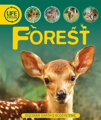 Book cover for Life Cycles: Forest