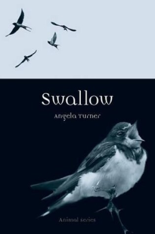 Cover of Swallow