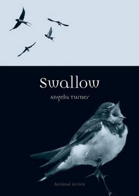 Cover of Swallow