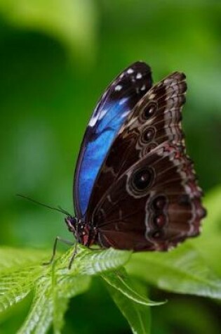 Cover of Blue Morpho Butterfly on a Leaf Journal