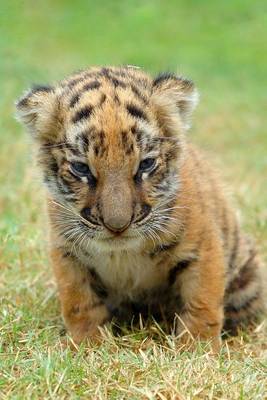 Book cover for Baby Tiger Cub Journal