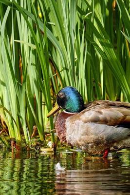 Book cover for Wild Duck in the Reeds Journal