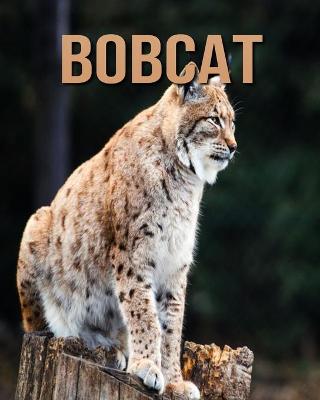 Book cover for Bobcat