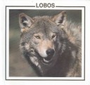 Book cover for Lobos